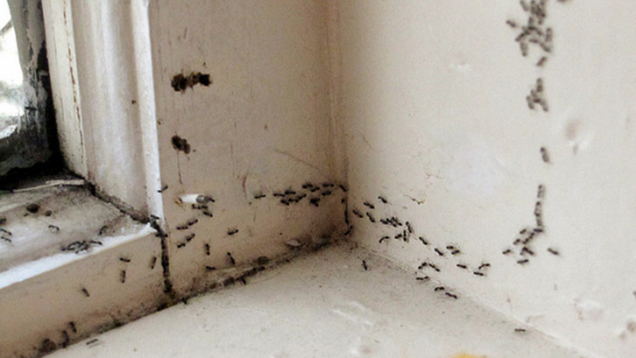 Illustration for article titled Aw, Jeez, Look At All These Ants